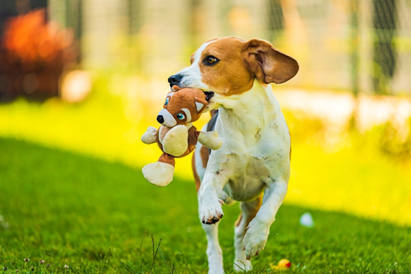 Como limpar quintal com cachorro