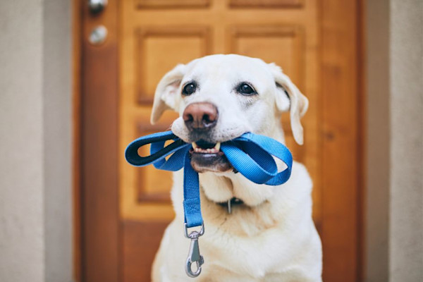 Como tirar cheiro de cachorro da casa 