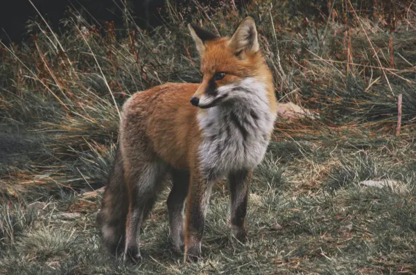 A fox standing in grassy terrain.