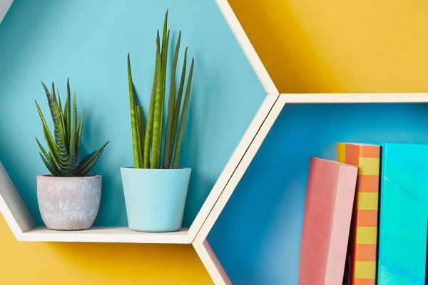 Two potted plants and a stack of colourful books on hexagonal shelves against a two-tone background.