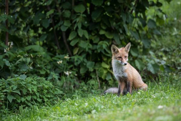 A fox sitting on grass with dense foliage in the background.