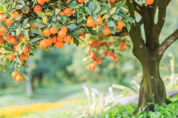 Pohon jeruk penuh dengan buah yang sedang berbuah di kebun.