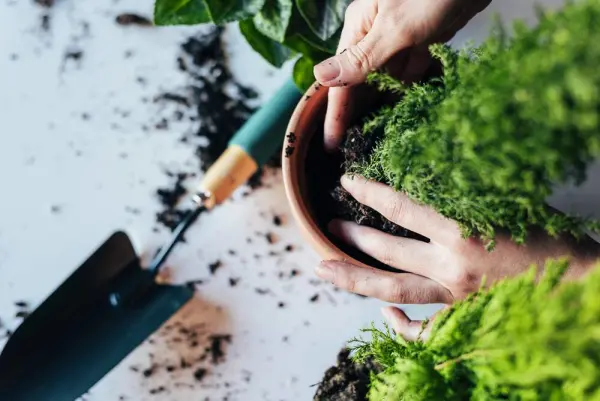 Tangan menanam tanaman dalam pot dengan tanah dan sekop di sampingnya.
