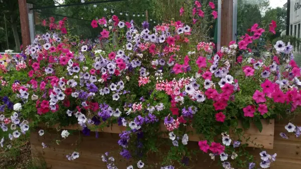 Tanaman bunga petunia berwarna-warni dalam kotak kayu.