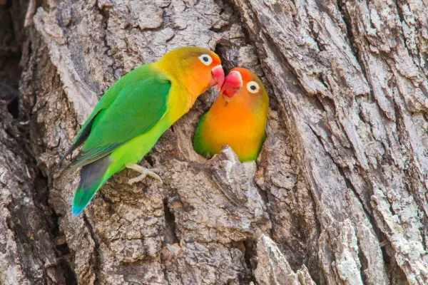 Dua burung lovebird di lubang pohon.
