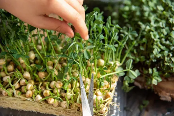 Bàn tay đang hái mầm cây từ khay ươm.
