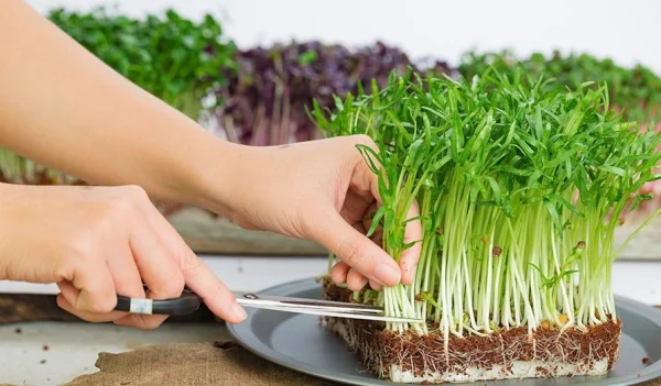 Chia sẻ 2 cách trồng rau mầm rau muống an toàn, giàu dinh dưỡng ...