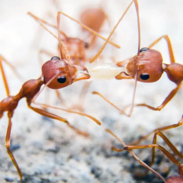 Cách đuổi kiến trong nhà đơn giản, hiệu quả | Cleanipedia VN