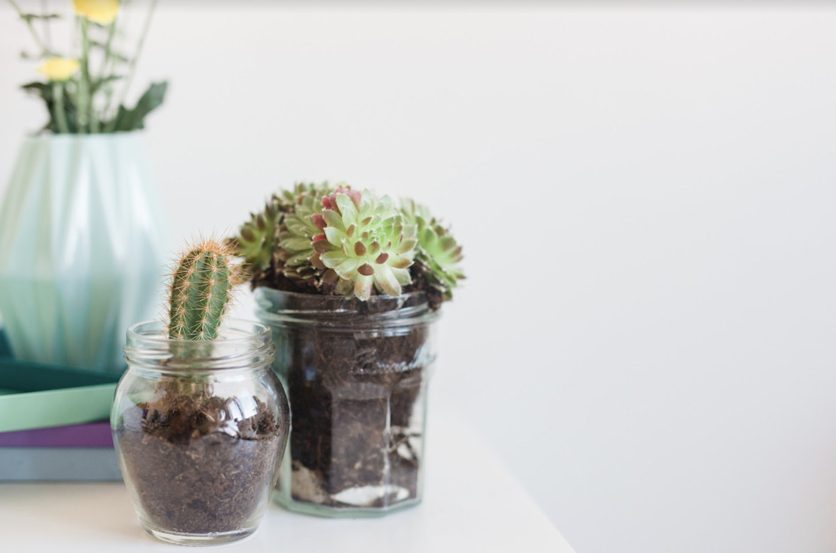 Aprend cmo cuidar cactus y suculentas: pasos fciles | Cleanipedia AR