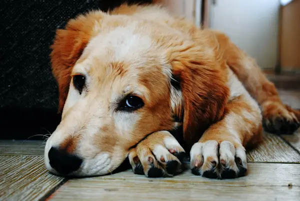 Perro recostado sobre el piso de madera.