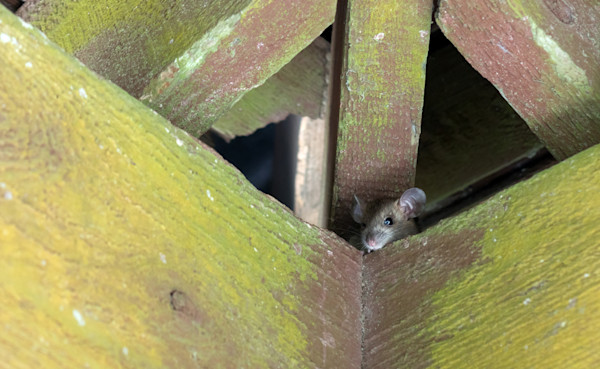 Tikus yang mengintip dari celah kayu.