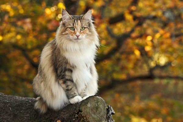 Kucing berbulu lebat duduk di atas batang pohon dengan latar belakang daun-daun musim gugur.