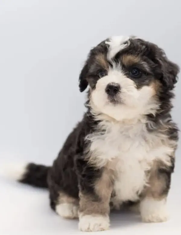 Cachorro de pelaje blanco y negro con fondo gris.