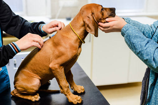 Un perro siendo examinado por profesionales veterinarios.
