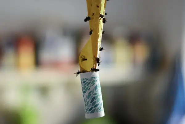 Flugor fastnade på en gulfärgad flugfälla mot en otydlig bakgrund.