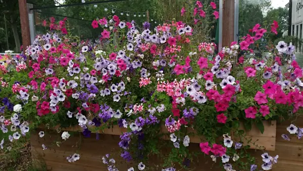 Tanaman bunga petunia berwarna-warni dalam kotak kayu.