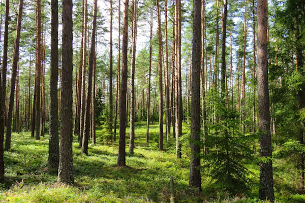 Ein Wald mit hohen Kiefern und grünem Unterholz.