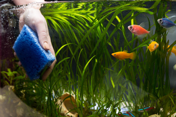 Tangan membersihkan akuarium dengan spons biru, ikan-ikan tropis berwarna-warni terlihat di antara tanaman air.
