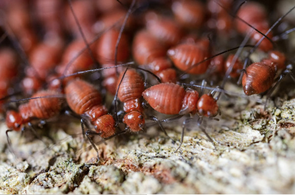 Primer plano de un grupo de hormigas coloradas sobre un suelo rugoso.