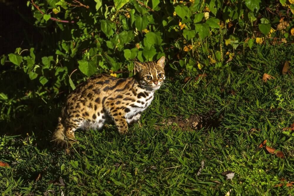 Mengenal Meong Congkok yang Sering Disangka Anak Macan | Cleanipedia