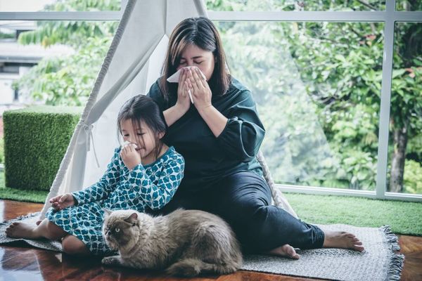 10 Cara Menghilangkan Bau Badan Kucing Secara Efektif 10 Cara Menghilangkan Bau Badan Kucing Secara Efektif