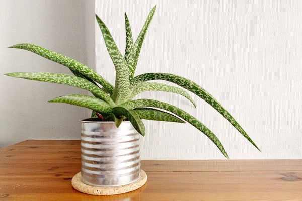 Evde Hali Nasil Yikanir Gereken Malzemeleri Asamalari Ve Tavsiyeleri